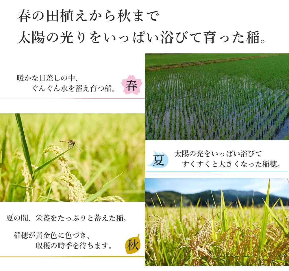 新米 2021年産
