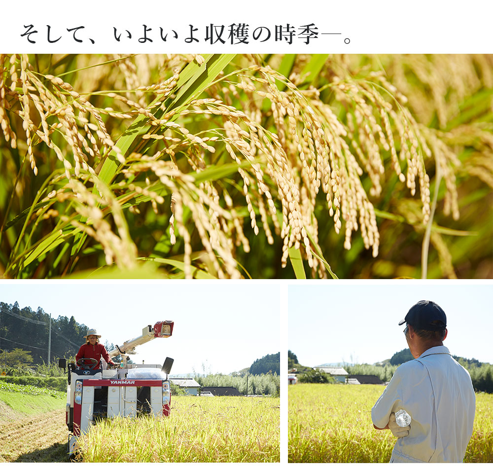 新米 2021年産
