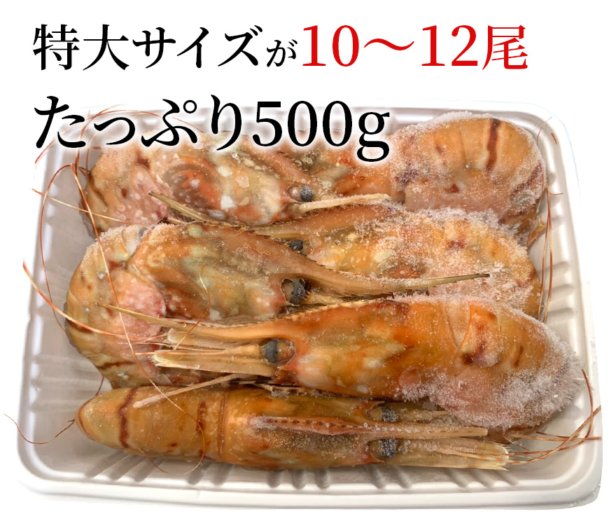 ボタンエビ 特大 500g